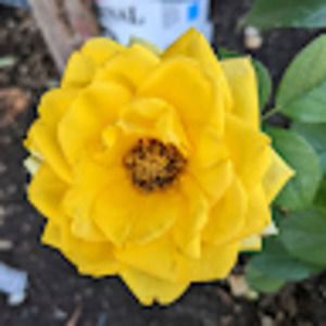 Meet your Posher, Marios